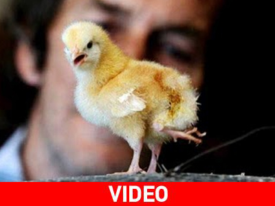 Κλωσόπουλο με… τέσσερα πόδια